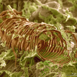 FotCiencia12 Maria Carvajo_es_ES #501011916