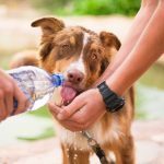 dog-2982426_960_720