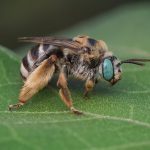 ABEJA