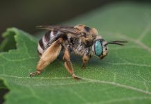 Abeja