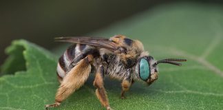 Abeja