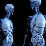 anatomical-2261006_1920