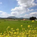 Primavera Mallorca