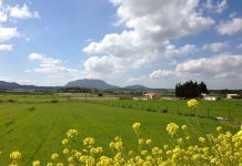 Primavera Mallorca