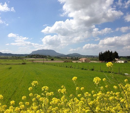Primavera Mallorca