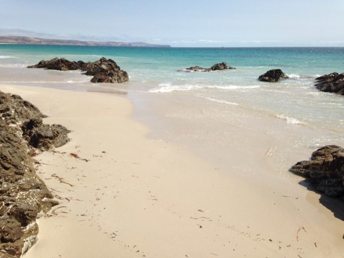 playa posidonia oceanica
