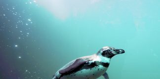 Marineland pingüinos
