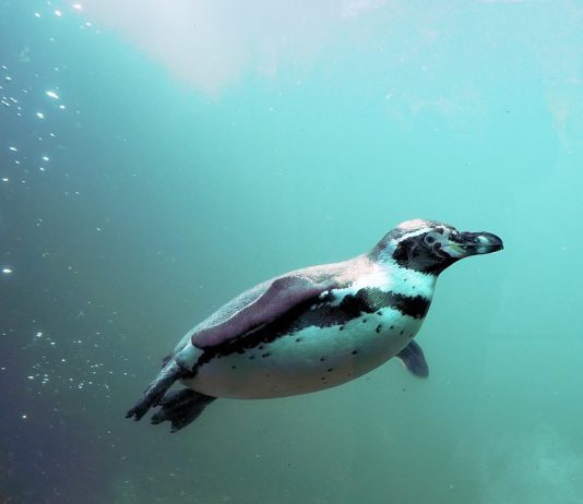 Marineland pingüinos