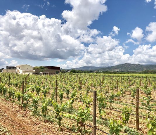 Tras una buena cosecha, las bodegas de Es Raiguer esperan más producción y calidad para la vendimia 2019
