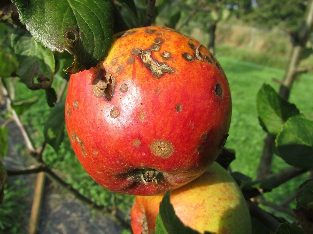 Multa a Apple