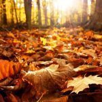 BORNE 15 otoño.-cae-la-hoja.-colores-otoñales.