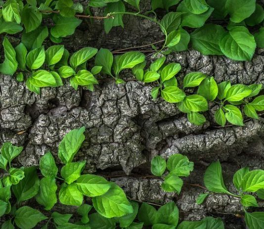 La primera base de datos mundial de vegetación de la Tierra