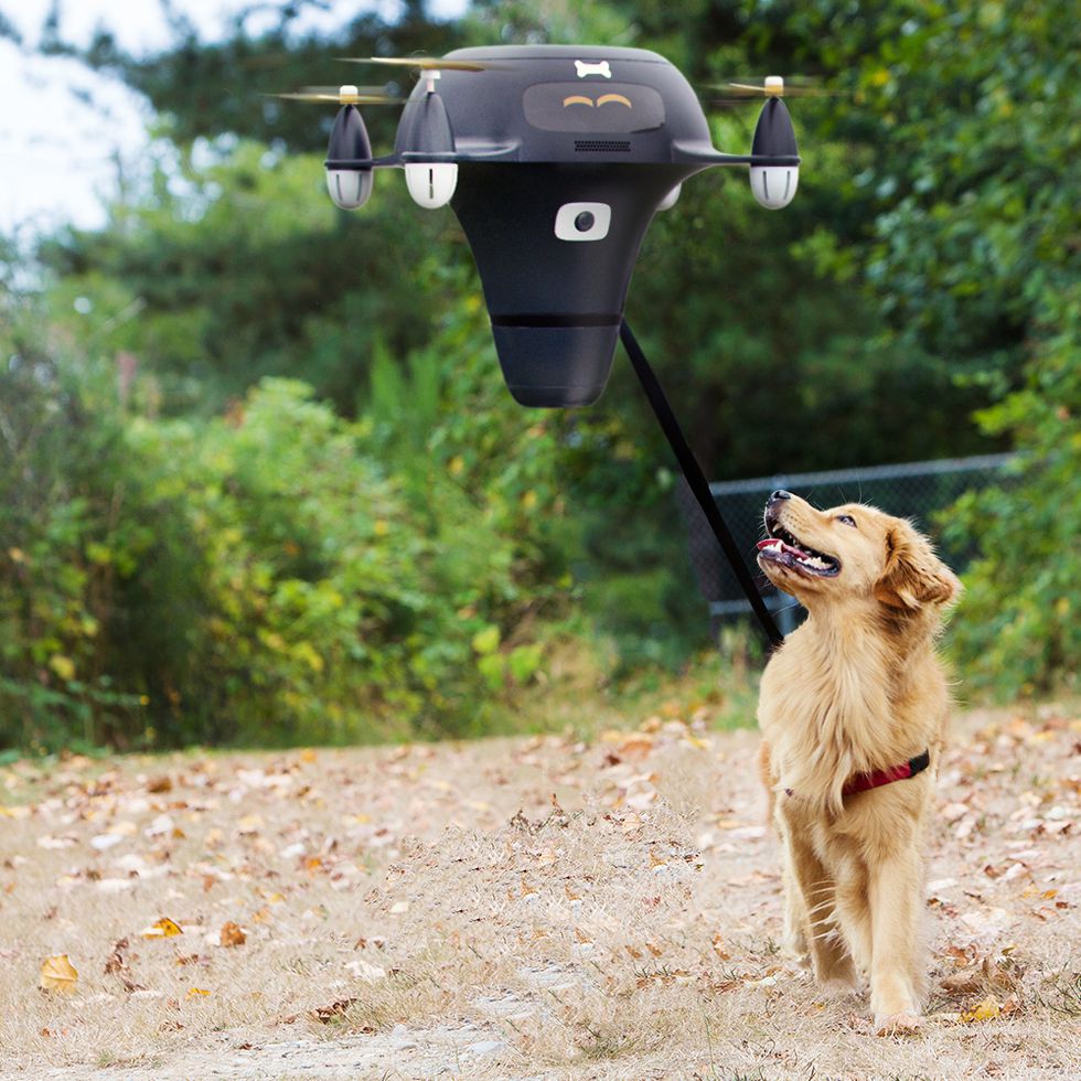 Drone dog walker