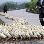 paseador-de-patos