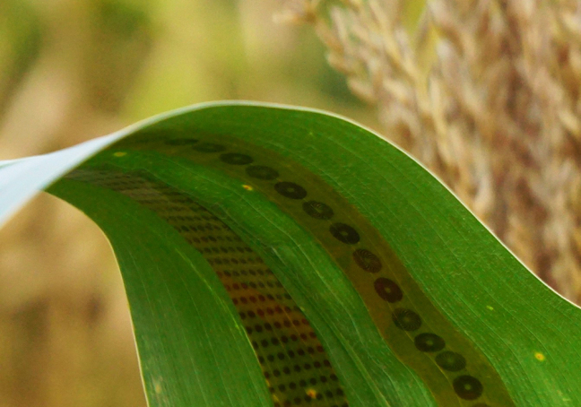 Tatoos sensores para plantas