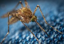 Tecnología y mosquitos