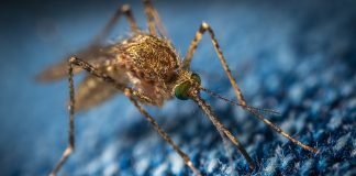 Tecnología y mosquitos
