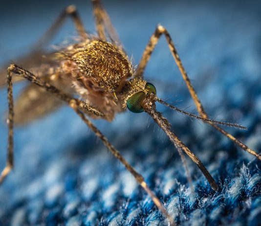 Tecnología y mosquitos