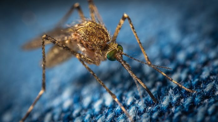 Tecnología y mosquitos