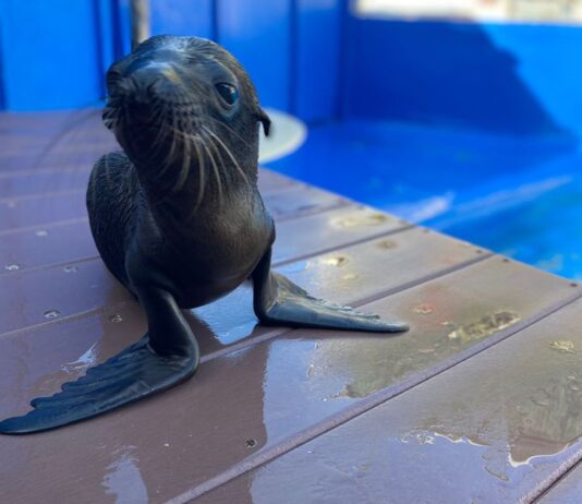 Nace un león marino en Marineland