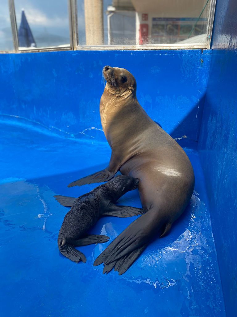 Nace un león marino en Marineland - IB Magazine by Carlos Durán